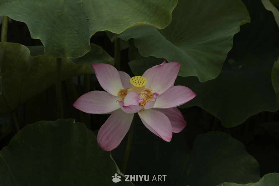 粉嫩荷花与绿叶的和谐