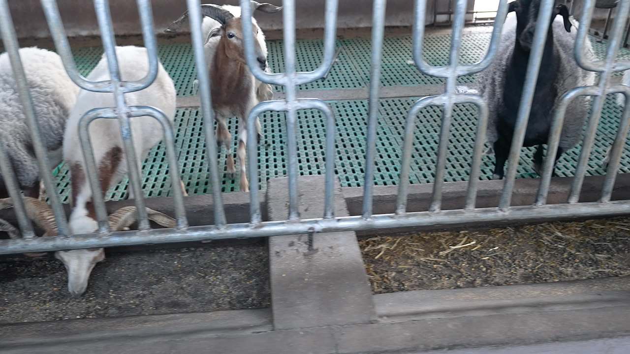 现代化养羊场养殖场景