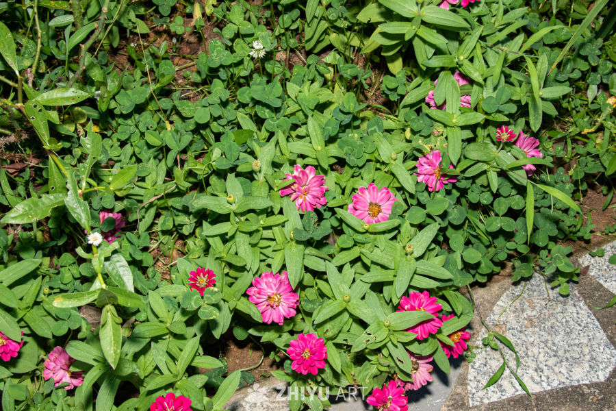 中药材与药材花 25