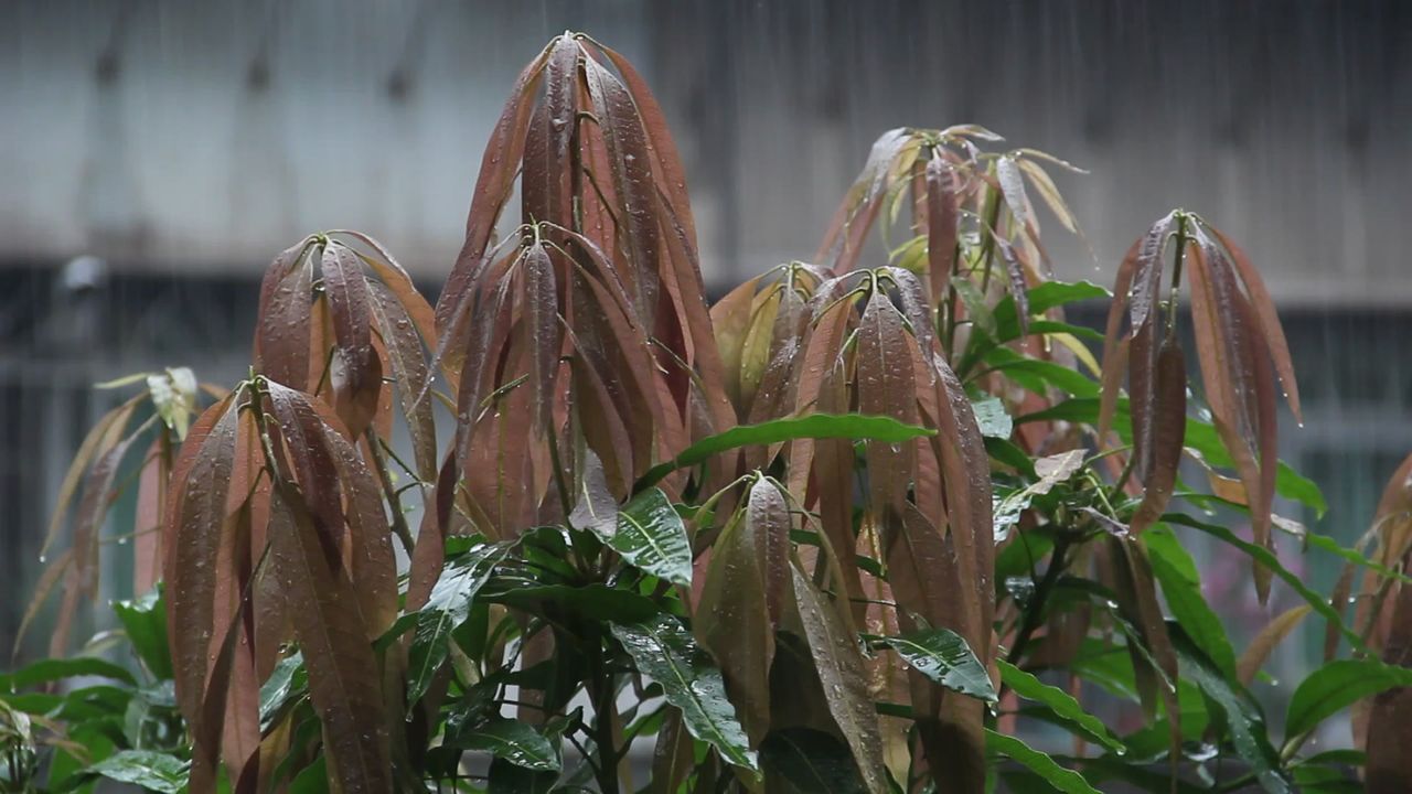 大雨中的芒果树新叶