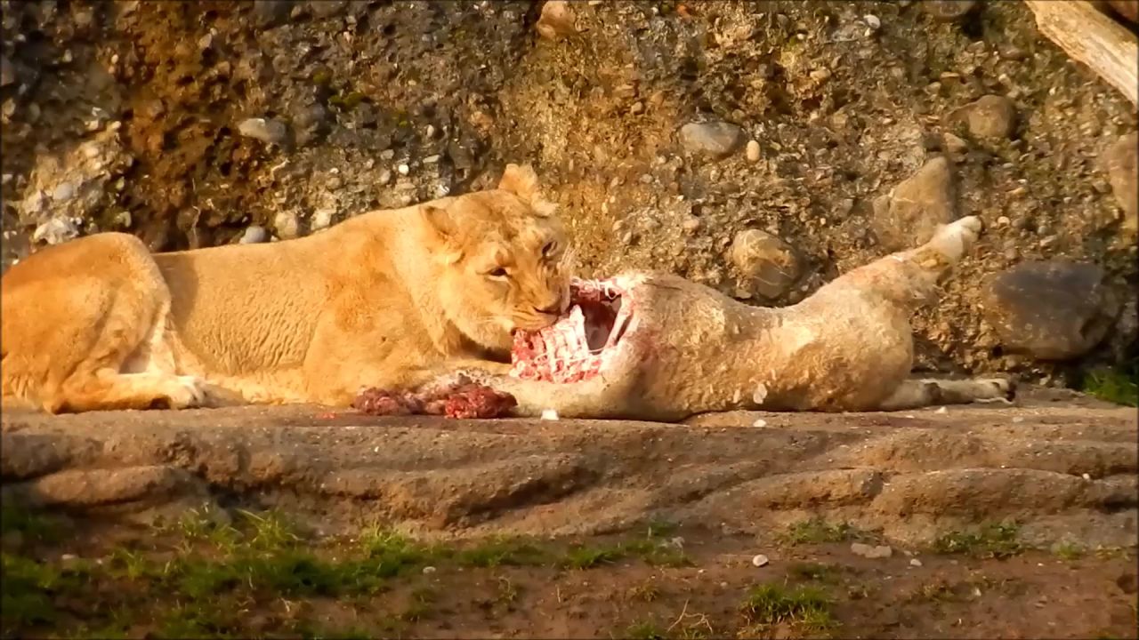 狮子吃大猫动物园