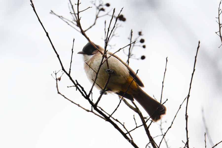 树枝上的黄臀鹎