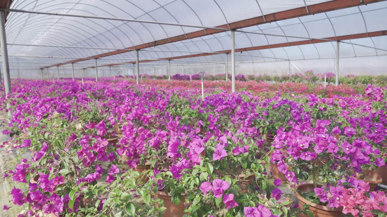 年宵花 4