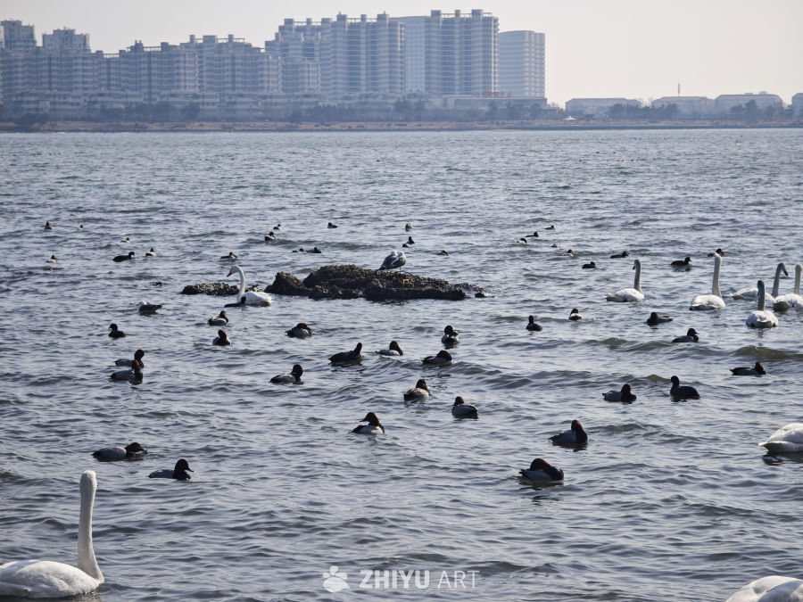 湖畔天鹅与野鸭共舞