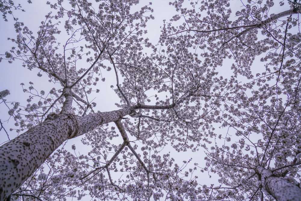 樱花季