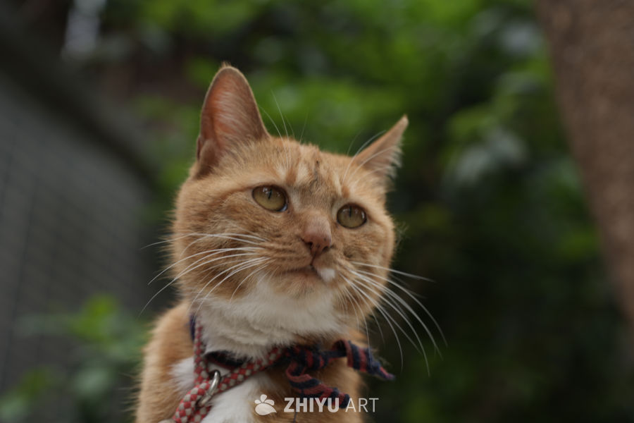 猫咪 9