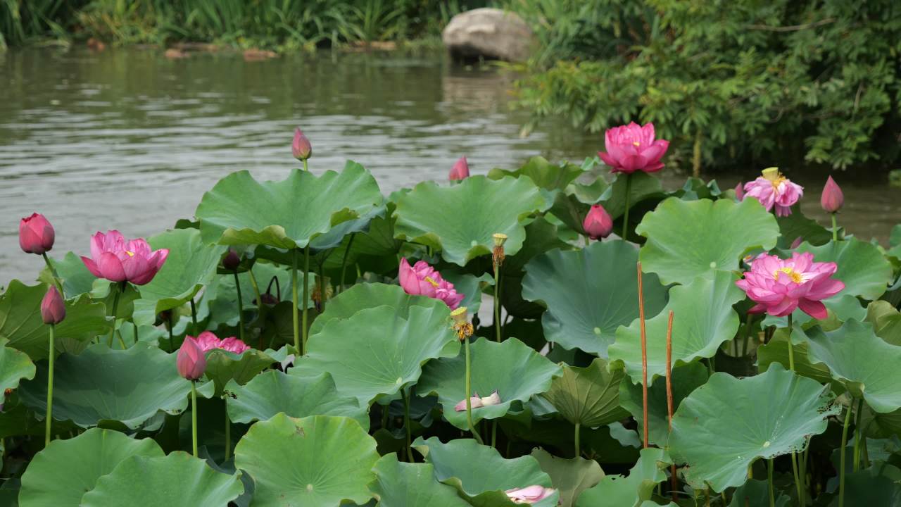 荷花 36