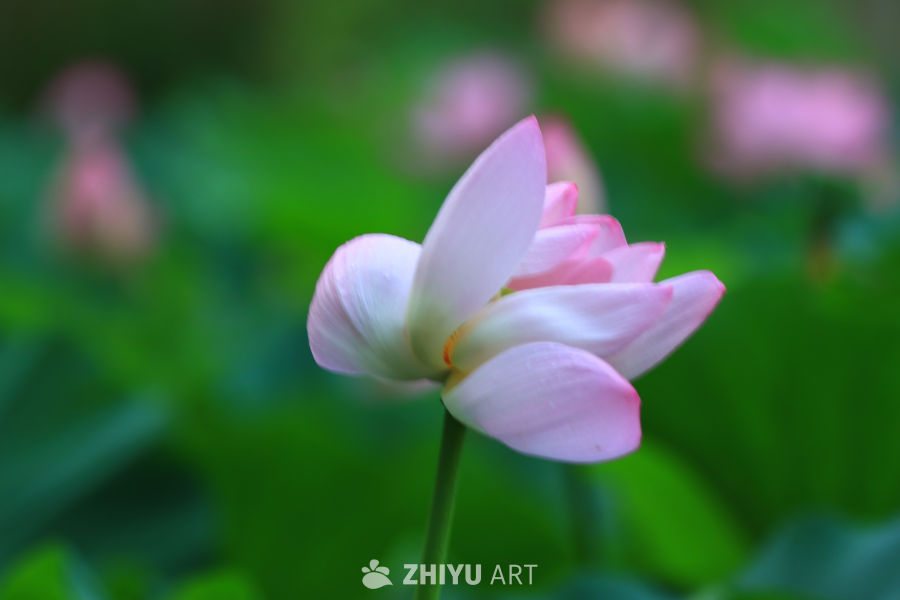 盛夏荷花 244
