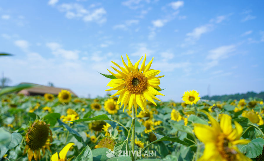 中江挂面村向日葵花海 9