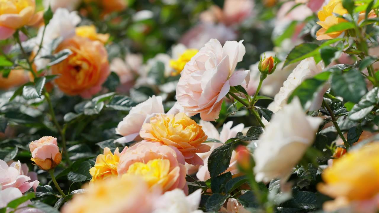 玫瑰花特写