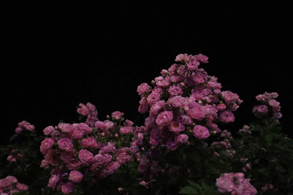 夜色蔷薇