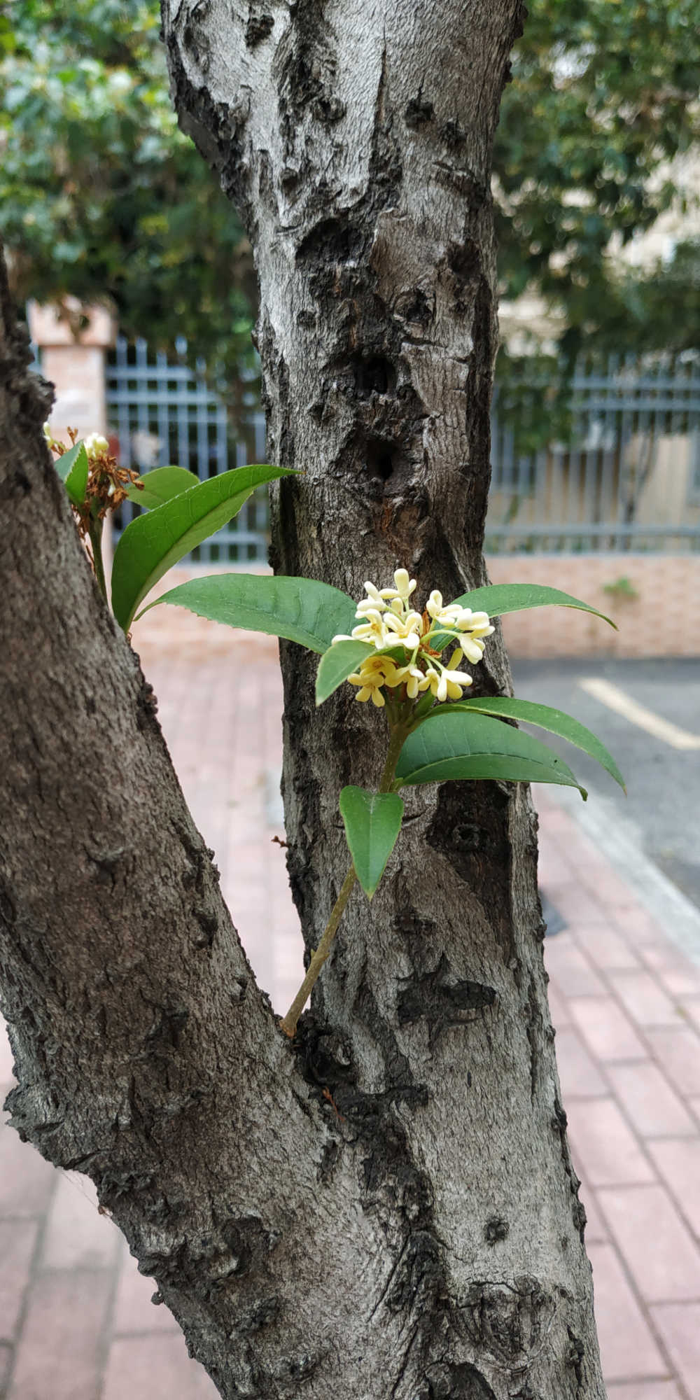 桂花树上的桂花