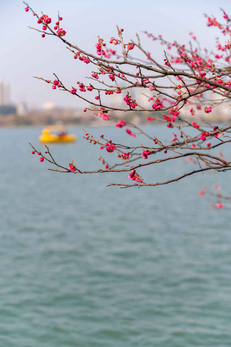 南京玄武湖公园 3