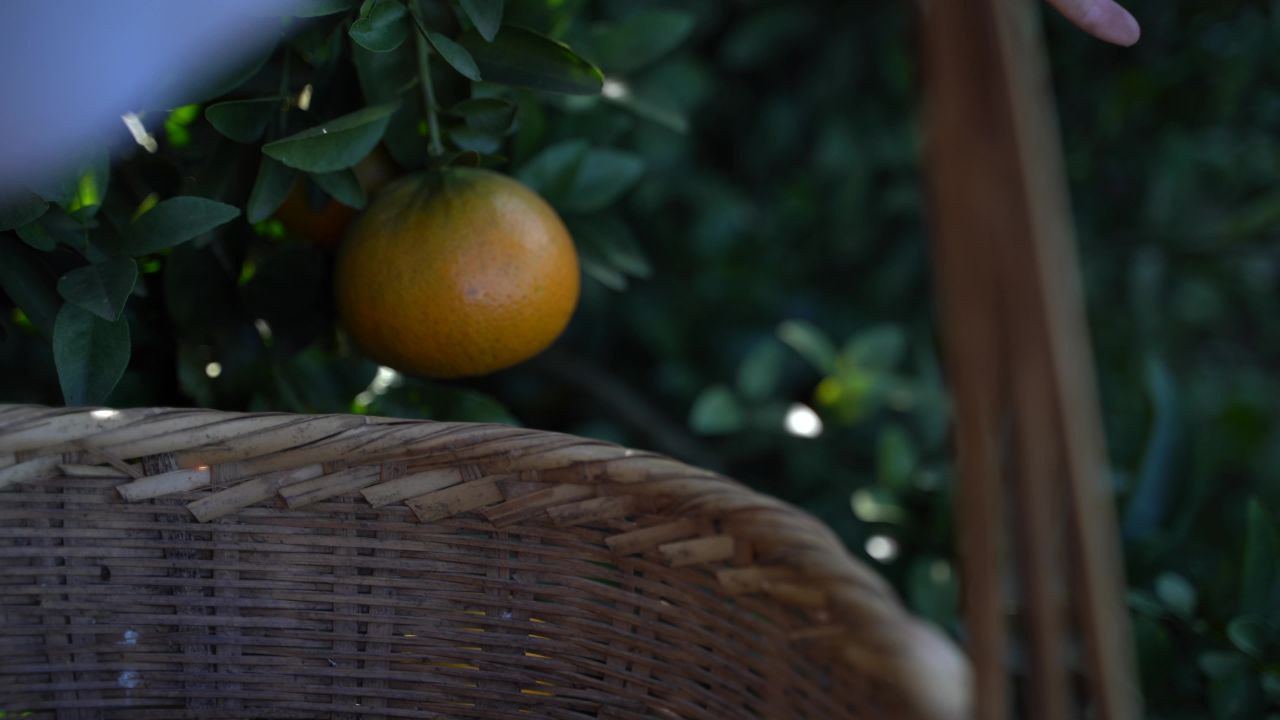 摘橘子果树