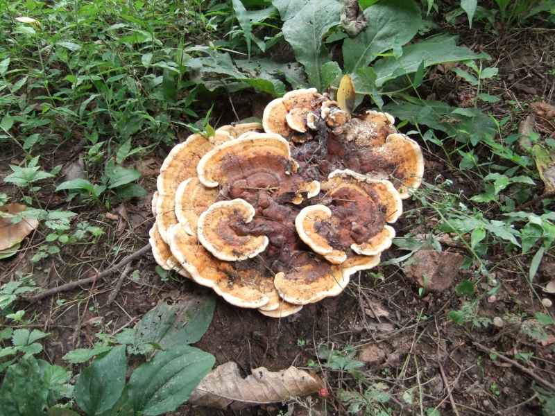 野外蘑菇