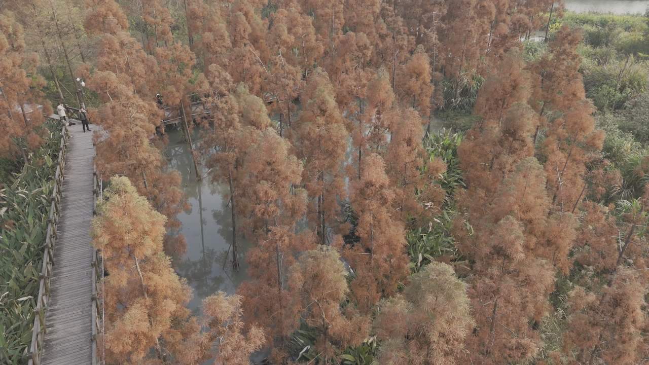 冬日的湿地 27