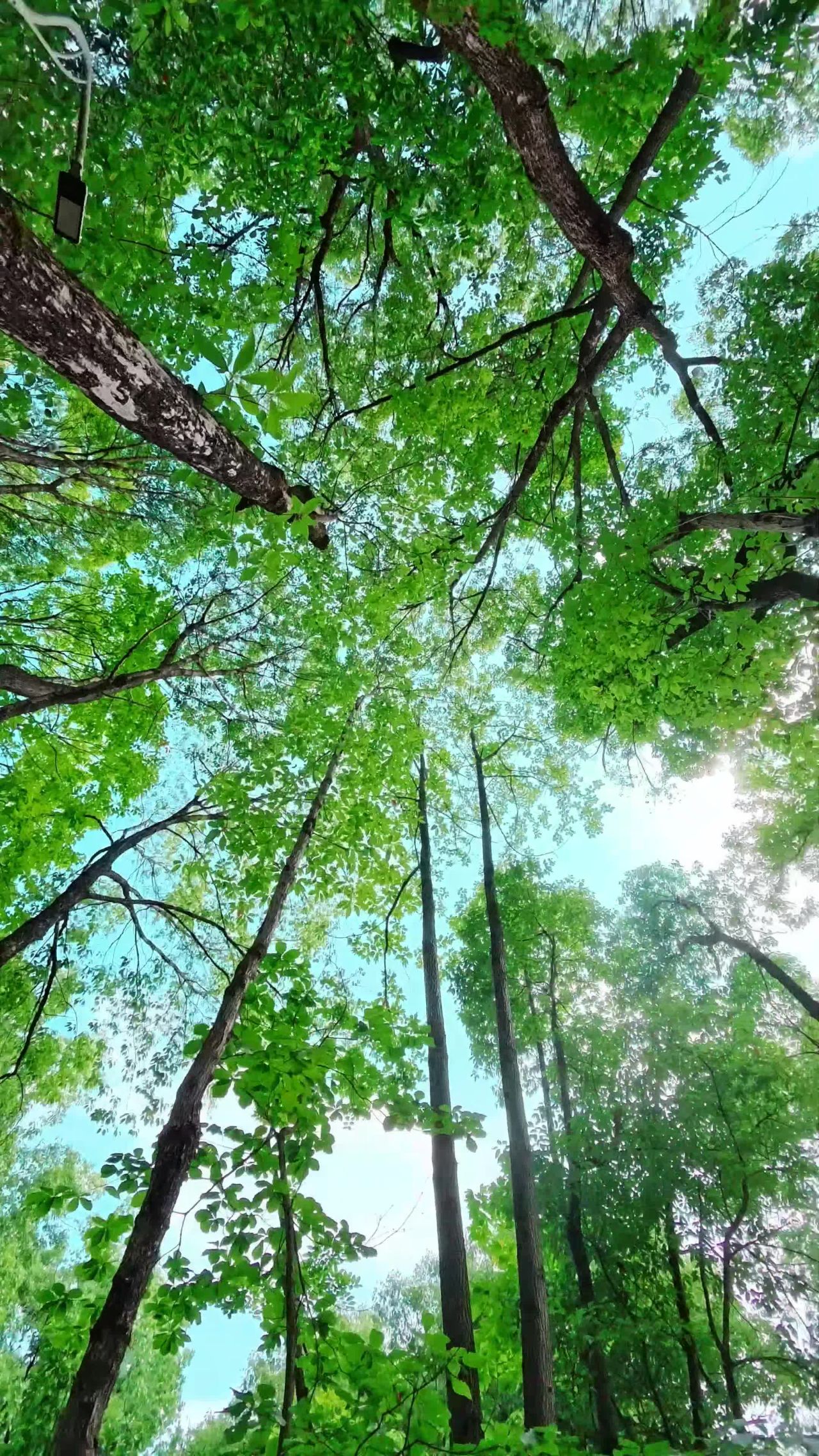 夏日晴天森林空镜