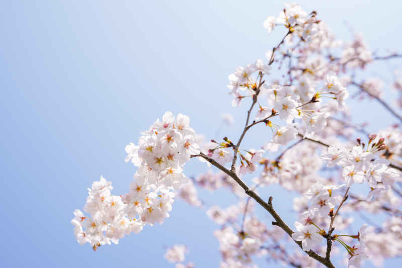 樱花 21
