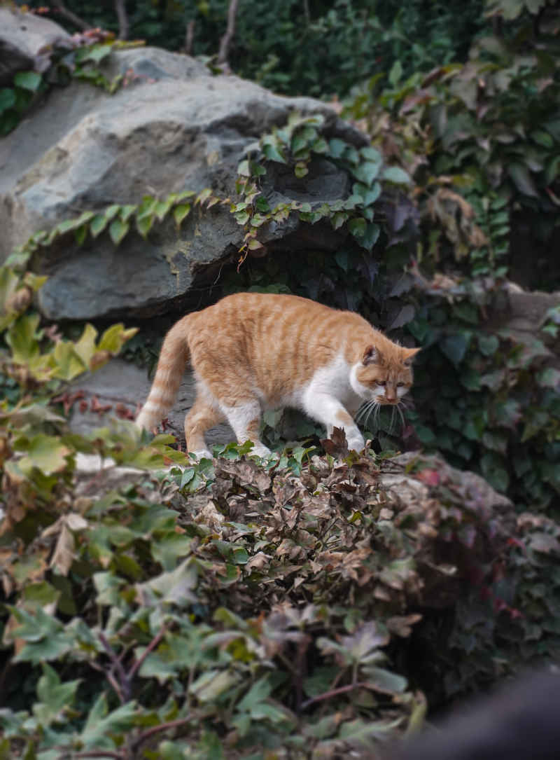 ”猛虎下山“