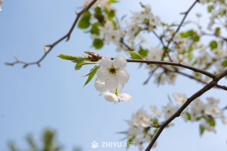 春天海棠花 22