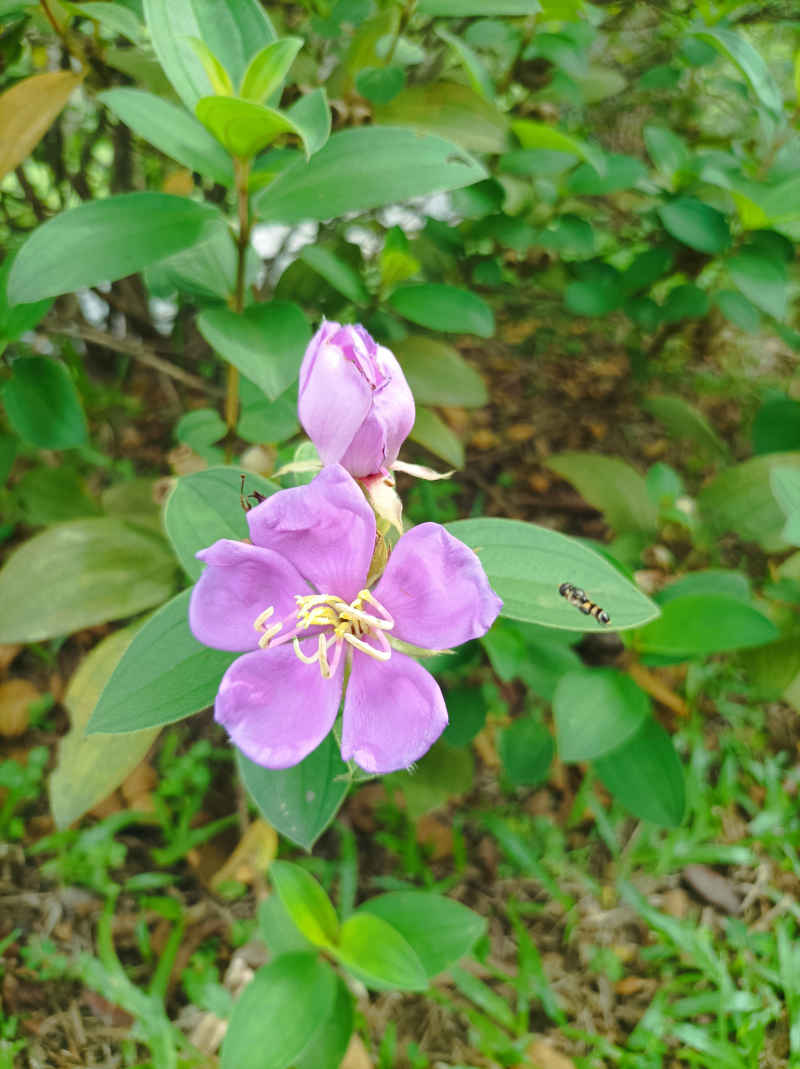 野牡丹花