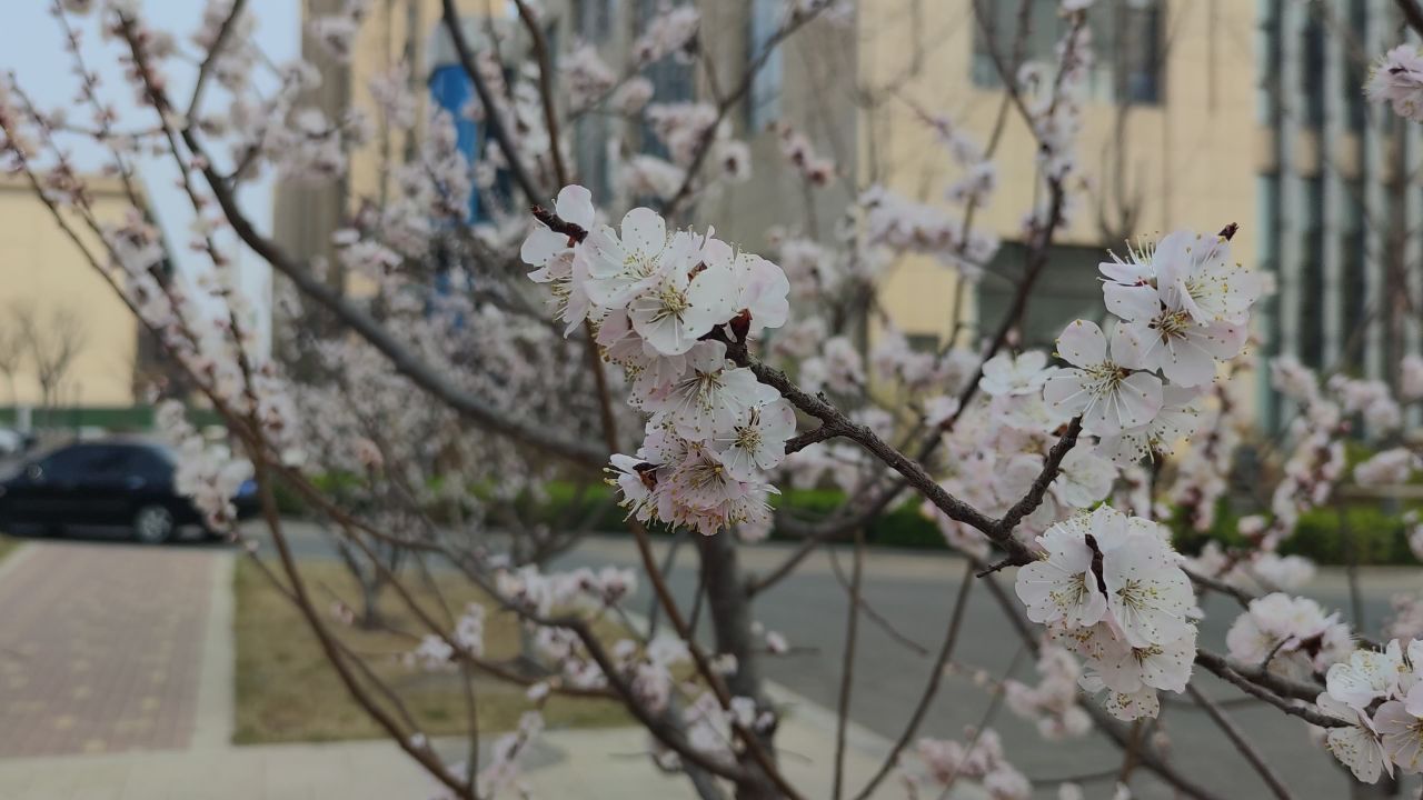春景