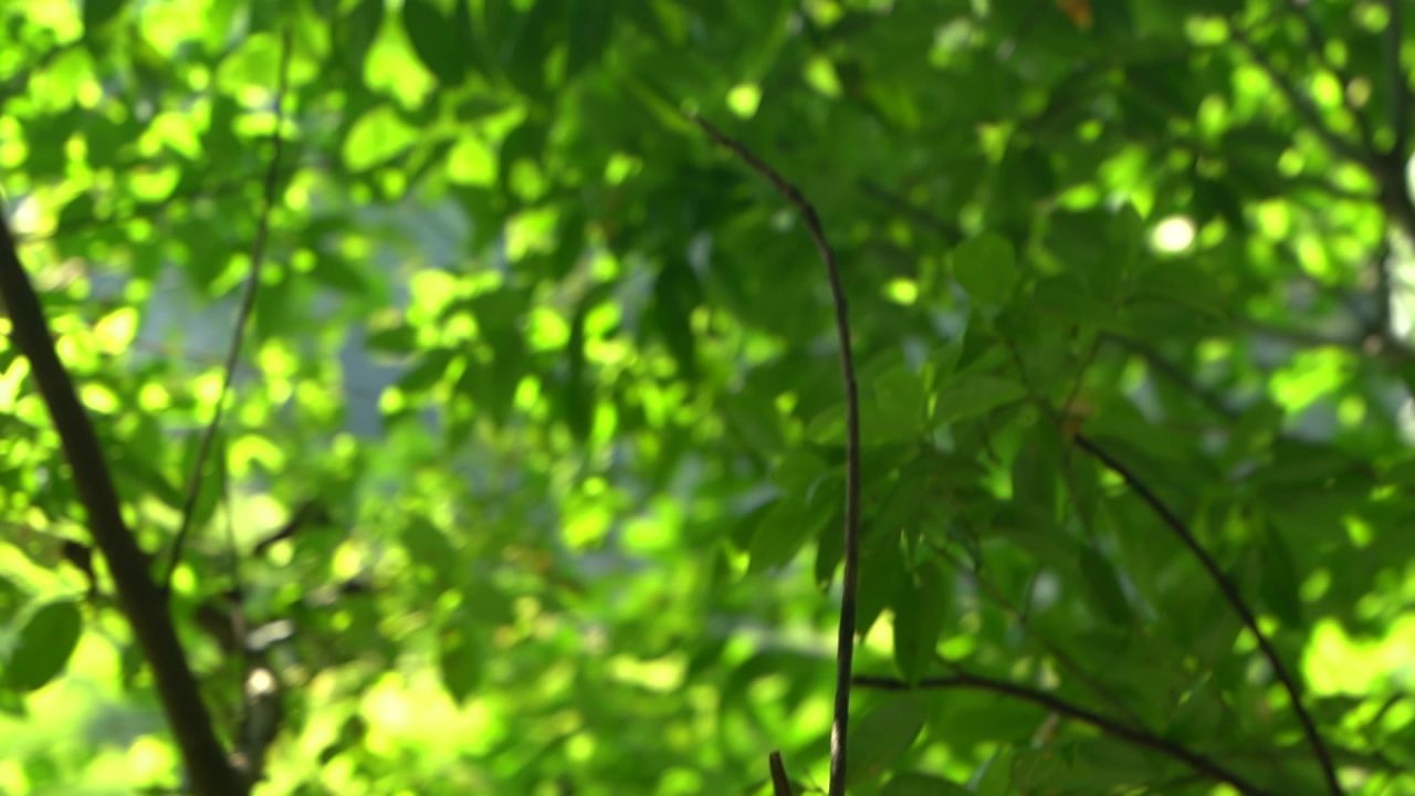C0054 29