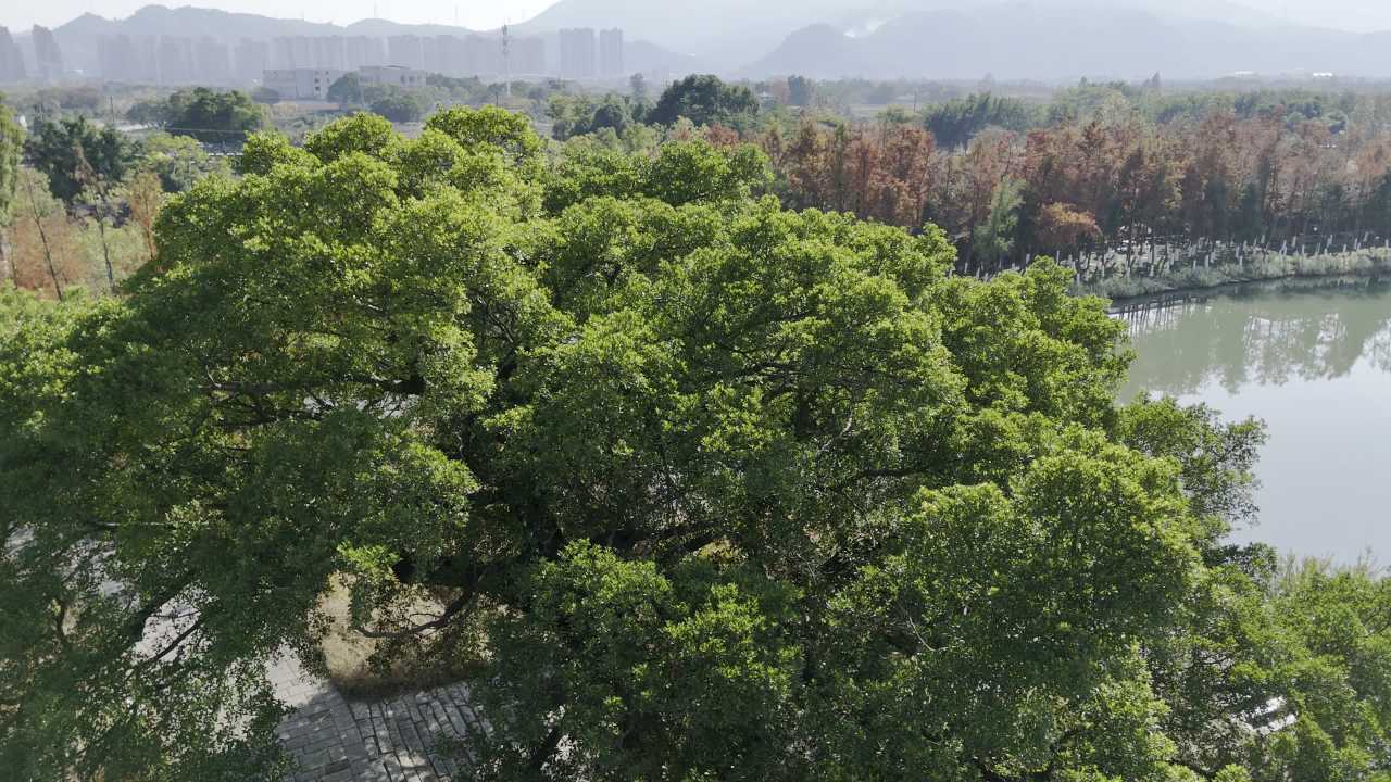 湿地红杉 9