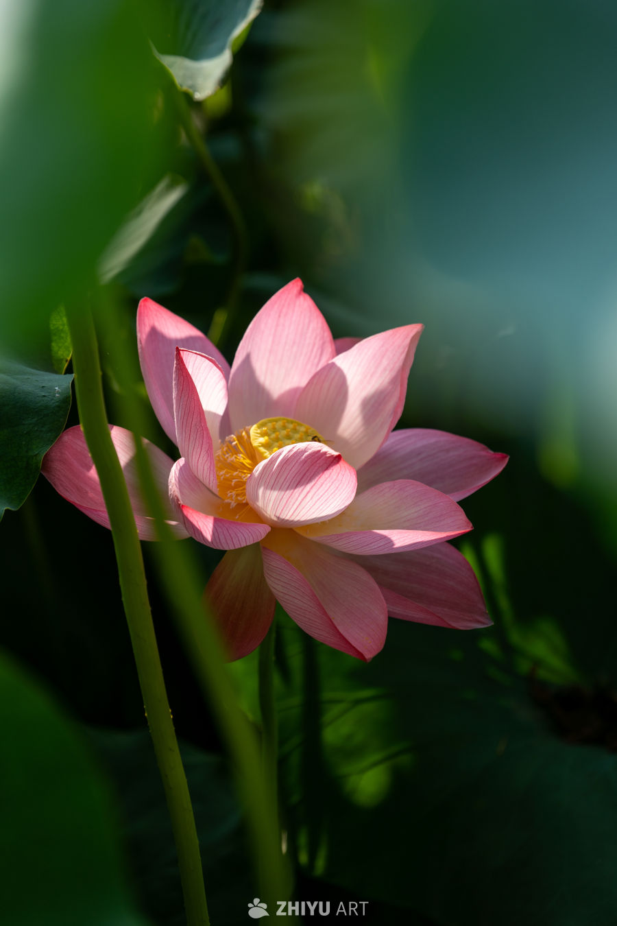 荷花 66