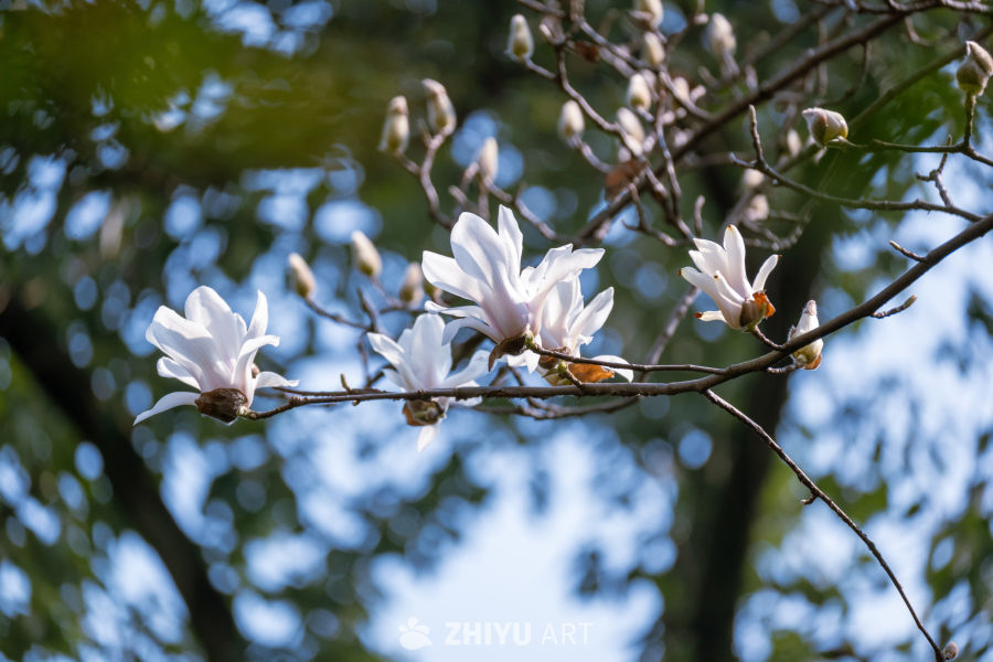 玉兰花开春意浓