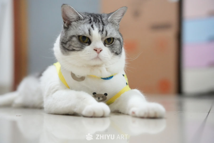 猫咪 60