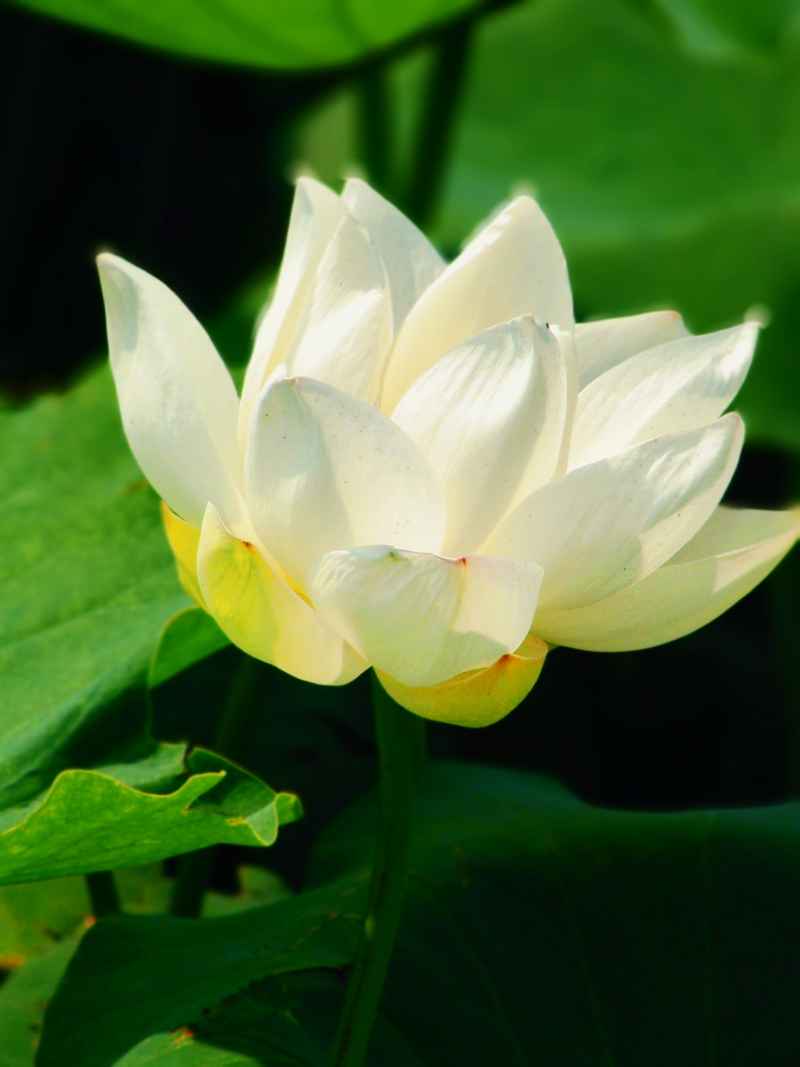 荷花（大光圈虚化） 7