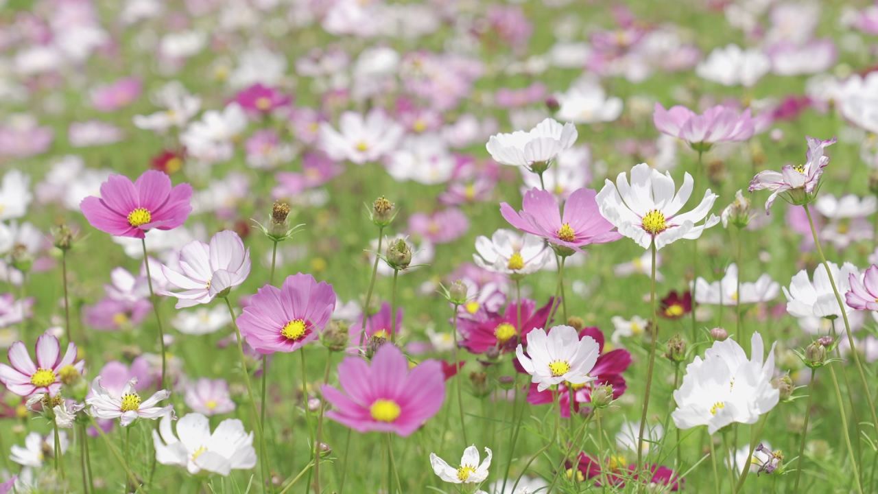 花海 9