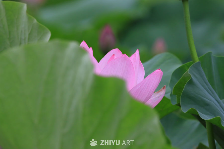 荷花 81