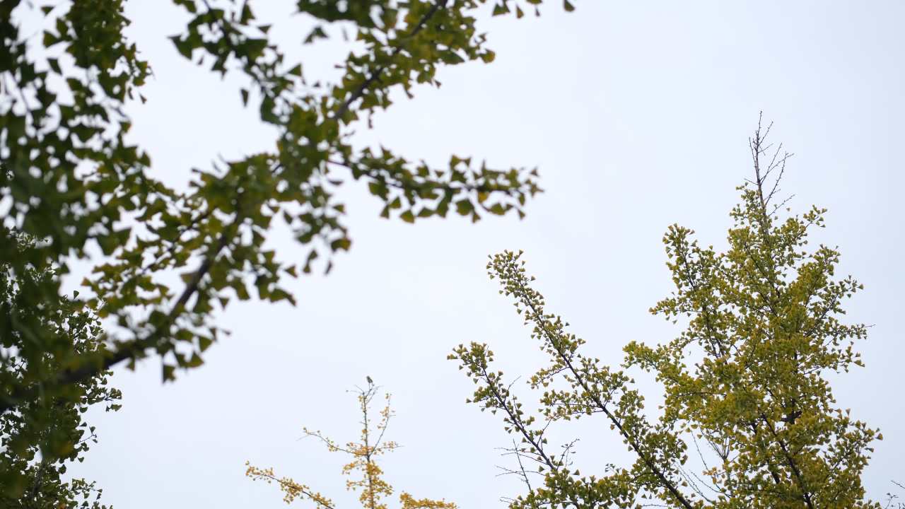 【实拍样片】富士X-T30 Mark II相机实拍原片视频 10