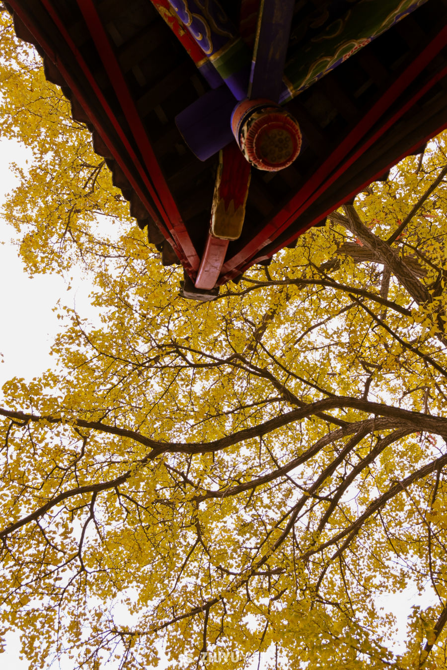 山寺银杏染秋黄