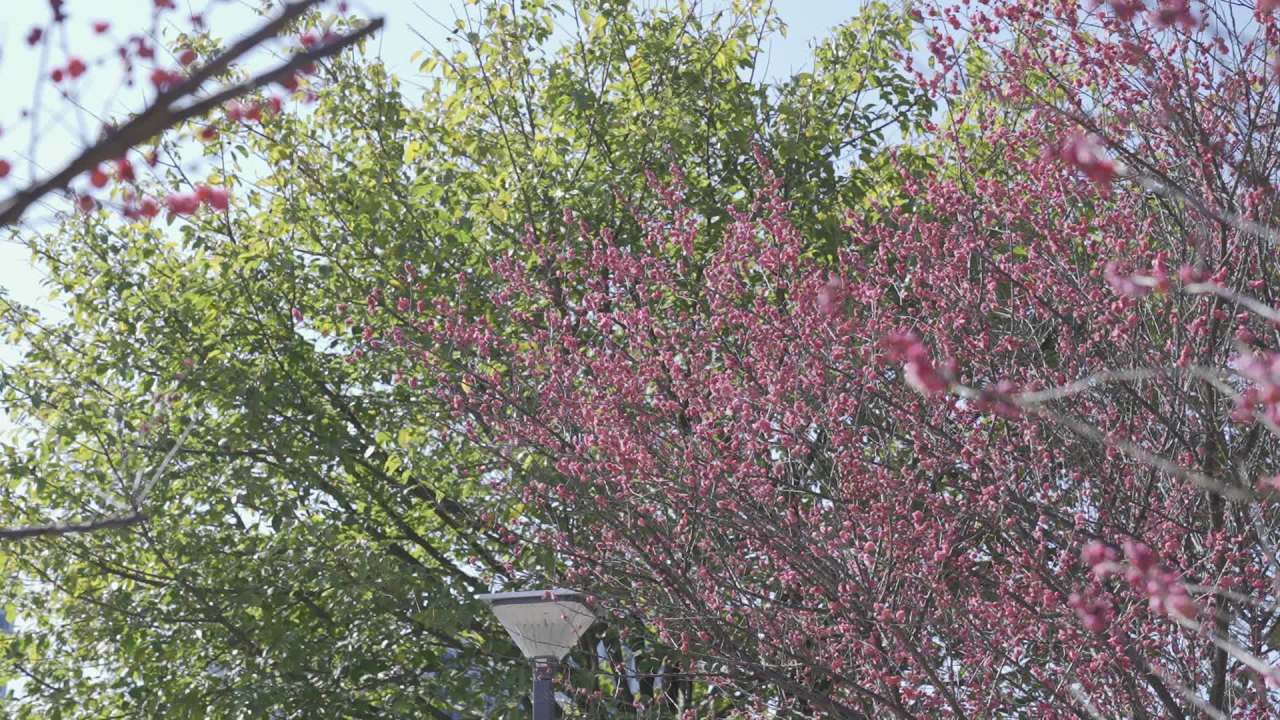 冬天的梅花 29