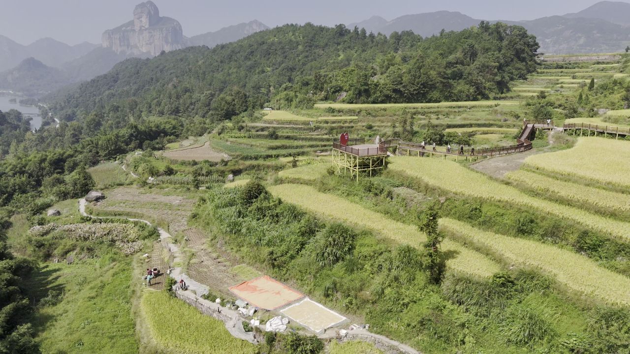 温州中雁荡山与梯田水稻 23