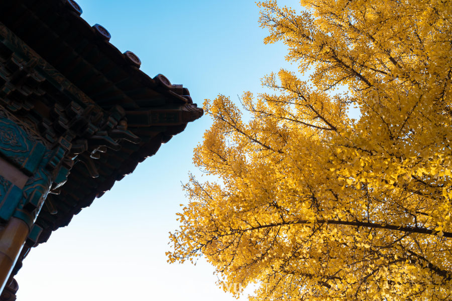 故宫银杏