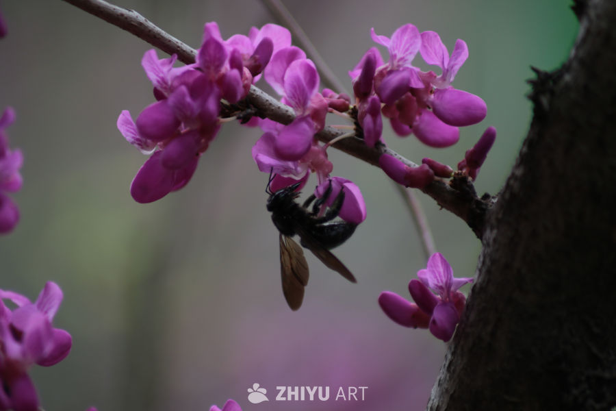 蜂采花间：春日生机