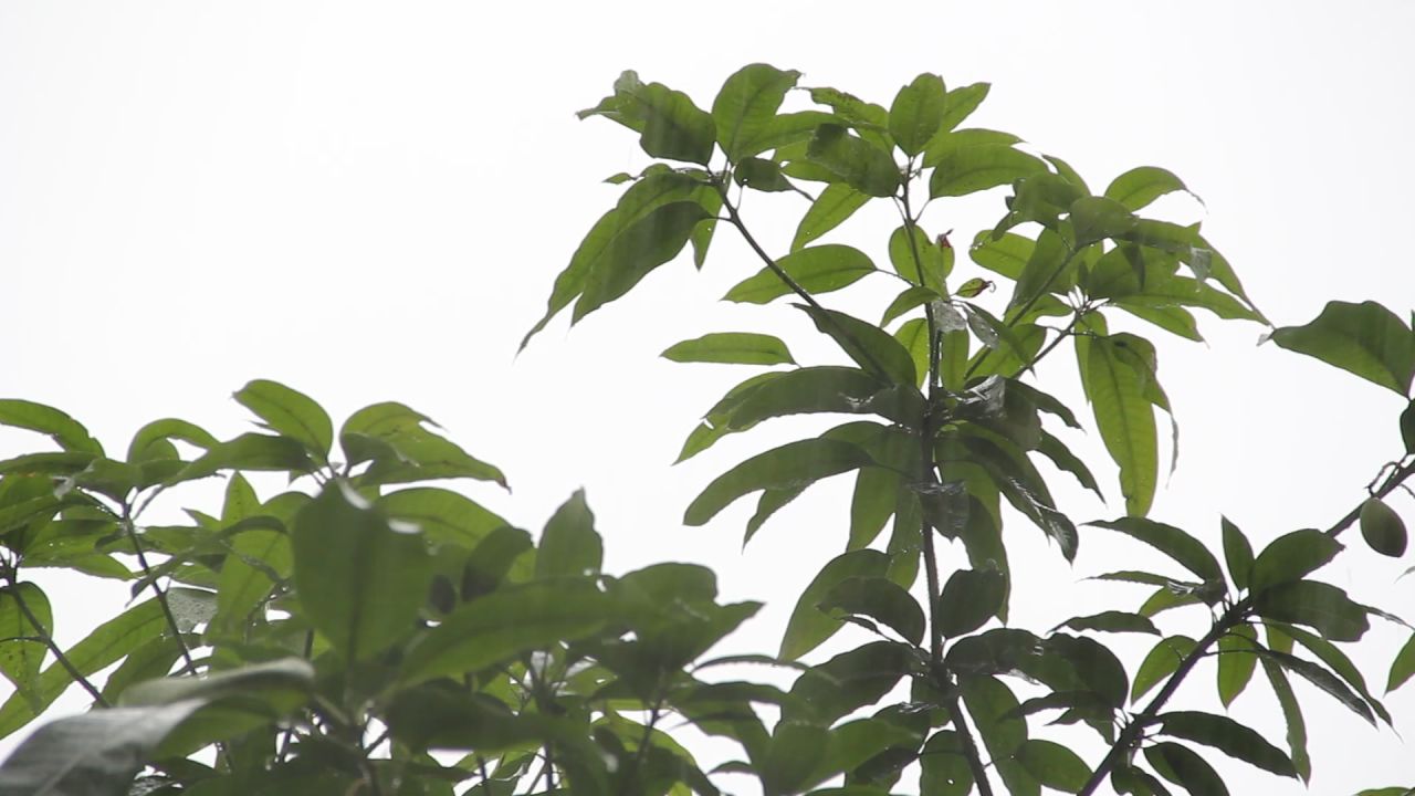 大雨中的芒果树梢