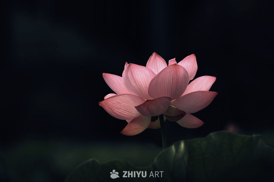 荷花集合