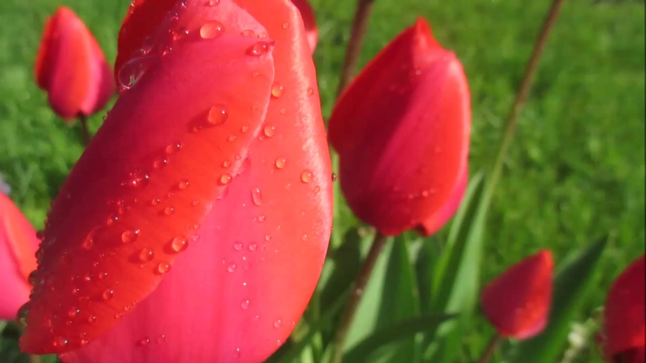 郁金香红色花开花