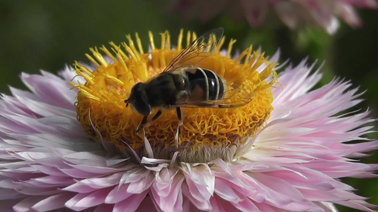 蜜蜂采蜜
