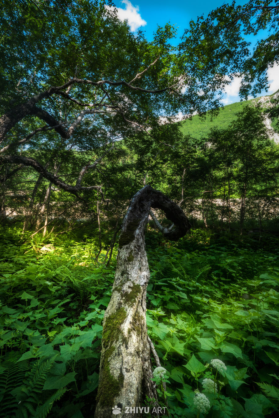 长白山的树