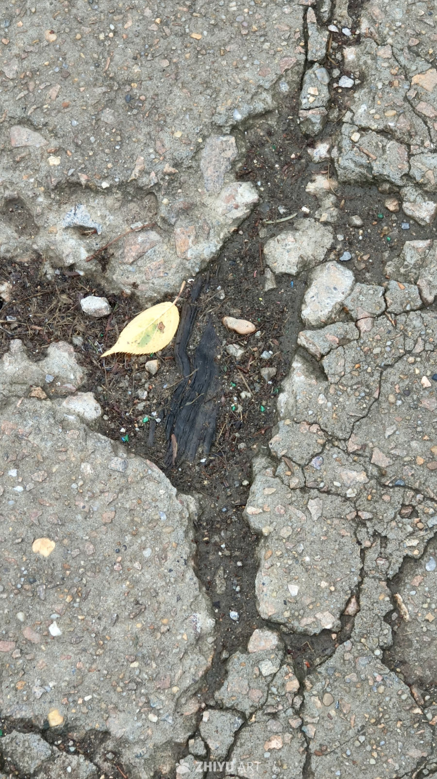 裂痕中的落叶