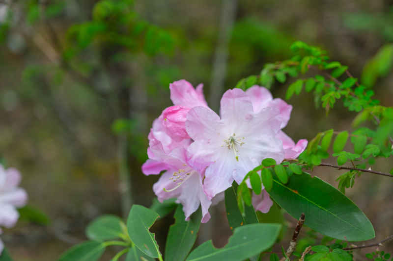 杜鹃花 29