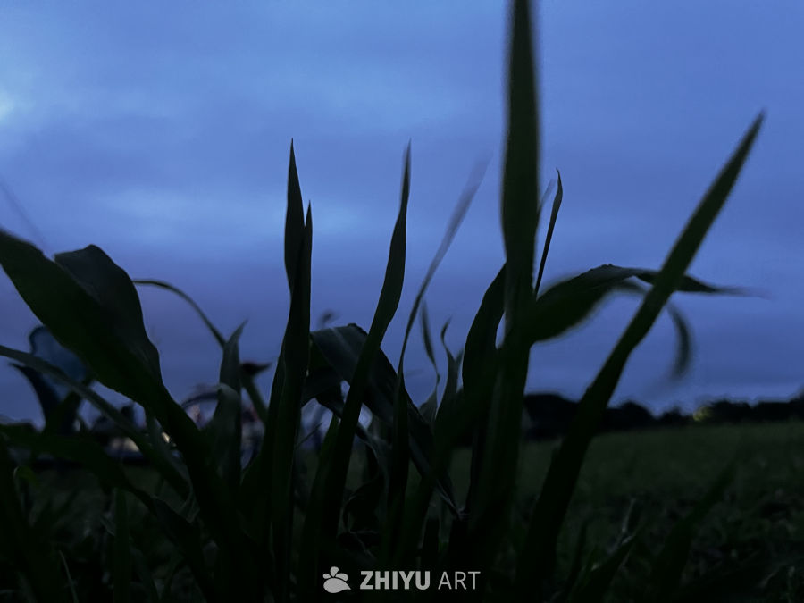夜幕下的草丛