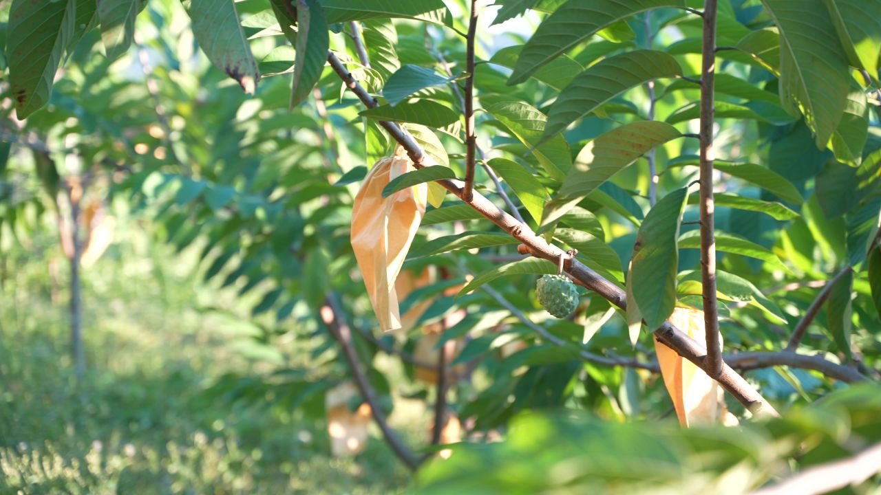 番荔枝