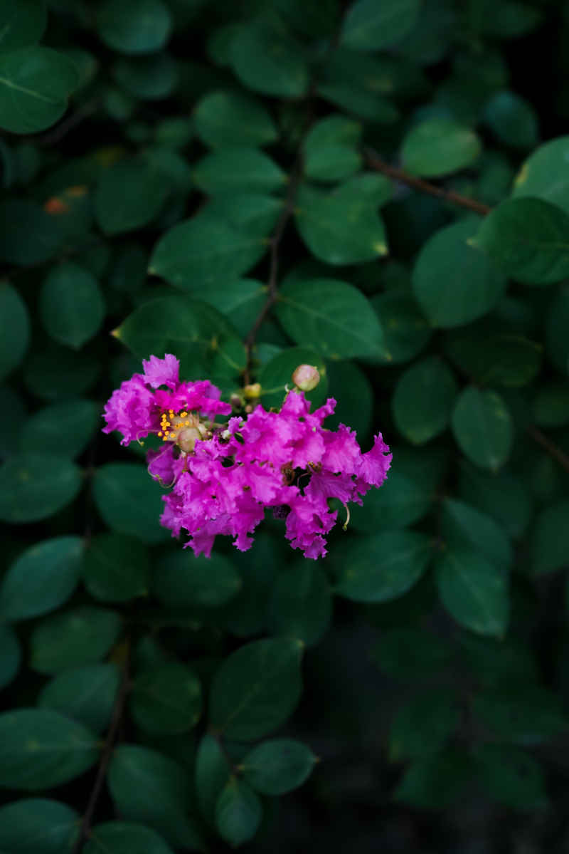 紫薇花 24